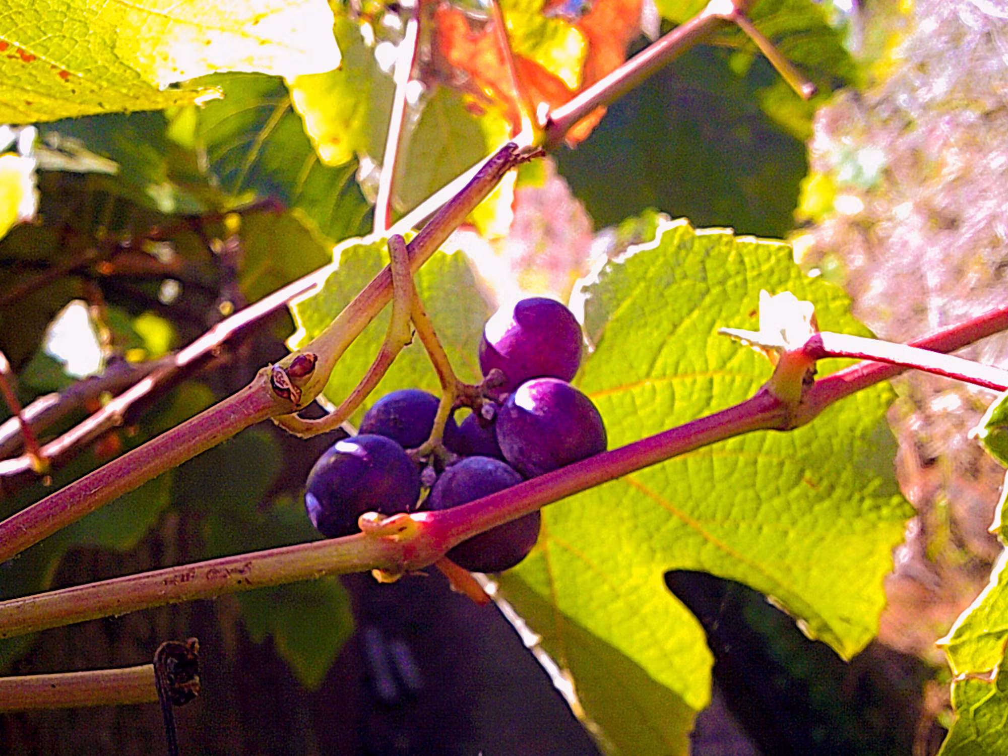 Fruits Around the World: A Culinary Journey Through Varieties and Cultures